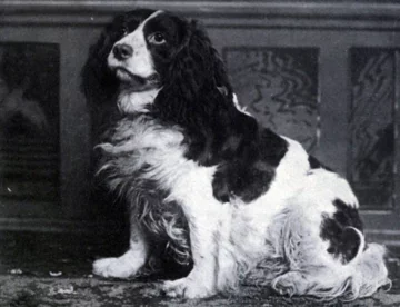 13. Norfolk Spaniel Biało-czarna rasa, określana jako „duży cocker spaniel”. Wykorzystywano go do polowań zarówno na lądzie, jak i na wodzie. Rasa przestała istnieć po 1903 roku.