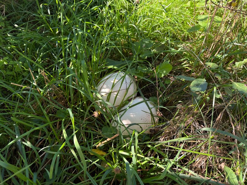 Purchawki-giganty w ogrodzie