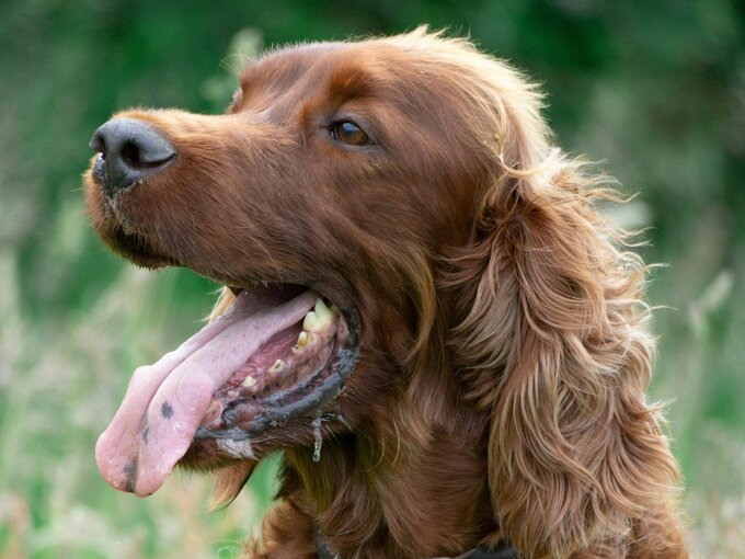 Spaniel, zdjęcie ilustracyjne