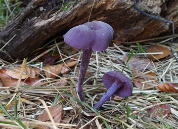 Lakówka ametystowa (Laccaria amethystina) 