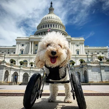 Piesek o imieniu Cora 