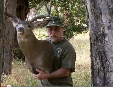 Miniatura: Antylopa prowadzi samochód? Nie - to Chuck...