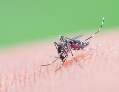 Miniatura: Mogą zarazić dengą czy ziką. Ten kraj...
