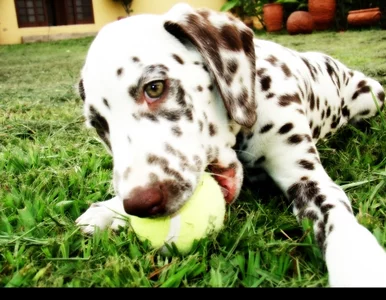 Miniatura: Dalmatyńczyk adoptował... owcę. Zmyliły go...