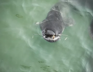 Miniatura: Wędkarz zrelacjonował połów gigantycznego...