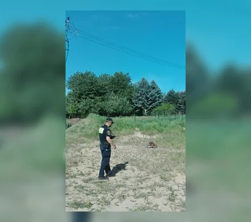 "Polowanie" na kangura 