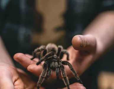 Miniatura: Jad gigantycznego pająka przyniesie...