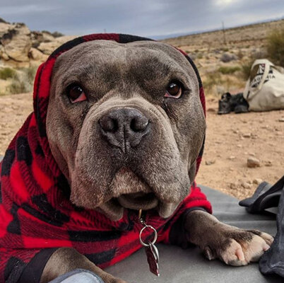 Miniatura: Ten pies wygląda jak „doskonały, mały...