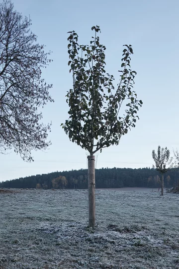 Destylarnia w Javornicach, projekt ADR Linka, Javornice, jabłka