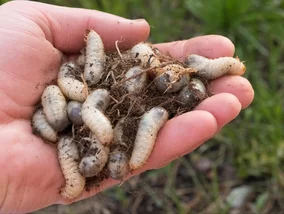 Miniatura: W marcu działaj natychmiast. Pędraki...