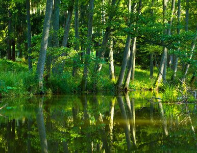 Miniatura: O rezerwacie przyrody będzie decydował...