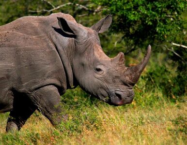 Miniatura: RPA ewakuuje nosorożce