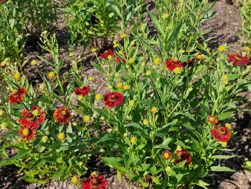 Dzielżan jesienny (Helenium autumnale L) kwitnie całe lato