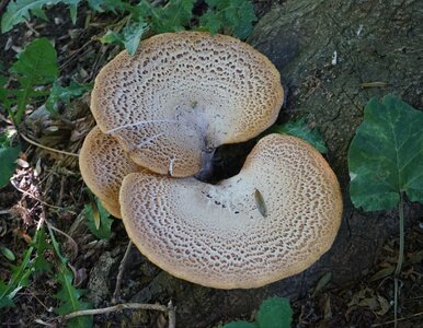 Miniatura: Ten leśny rarytas pojawia się już w...