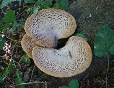 Miniatura: Ten leśny rarytas pojawia się już w...