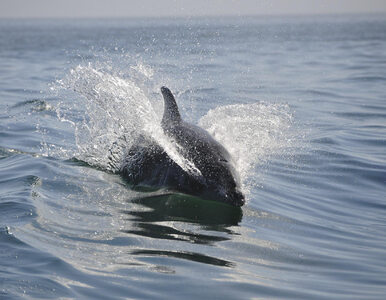 Miniatura: Martwe delfiny na brzegu Morza Czarnego....