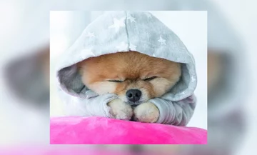 Jiffpom - 7,4 miliona obserwatorów 