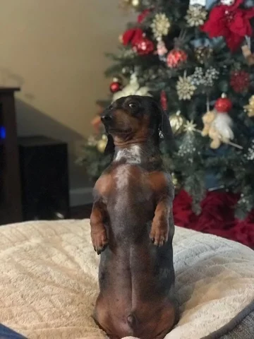 Podobno potrafi tak siedzieć przez długi czas 