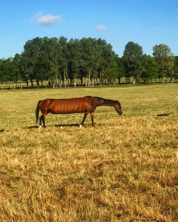 Zdjęcie panoramiczne 