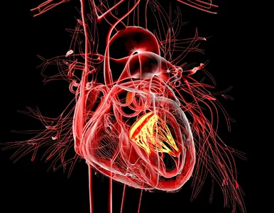 Miniatura: Wady zastawek serca. Jakie są objawy?...