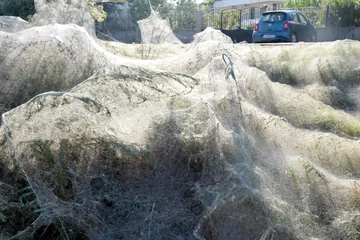 Pajęczyna na greckiej plaży 