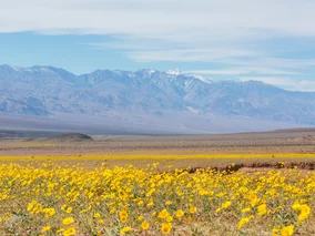 Miniatura: Ewenement w Dolinie Śmierci. Tego zjawiska...