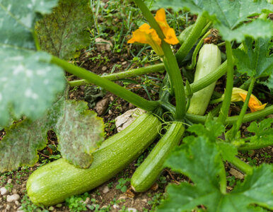 Miniatura: Zakop to na grządce z cukinią. W maju...