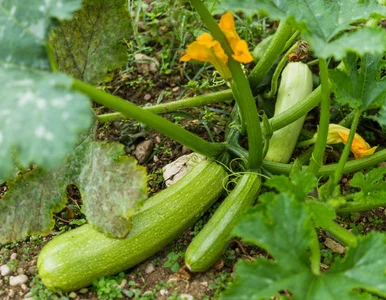 Miniatura: Zakop to na grządce z cukinią. W maju...