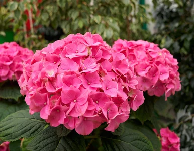 Miniatura: Wsyp 5 łyżek do wody i podlej hortensje w...