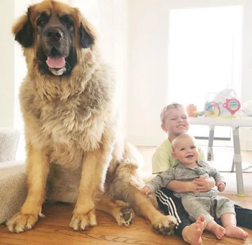 Lamont i jego przyjaciele 