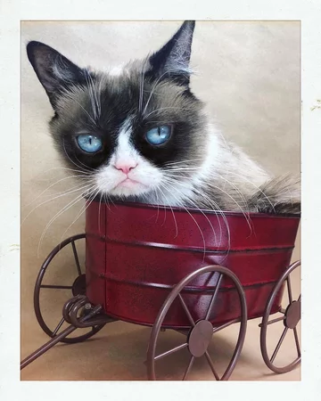 Grumpy Cat 