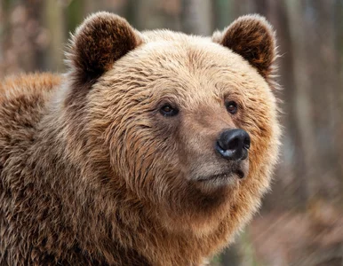 Miniatura: Chciał zrobić sobie selfie. Turysta zginął...