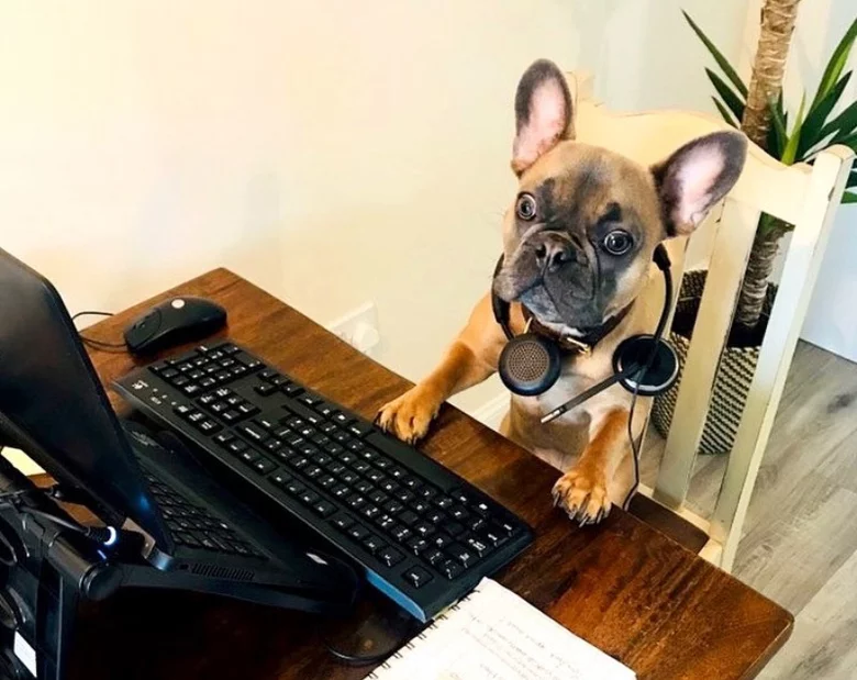 Miniatura: Pracujesz zdalnie i towarzyszy ci pies? Te...