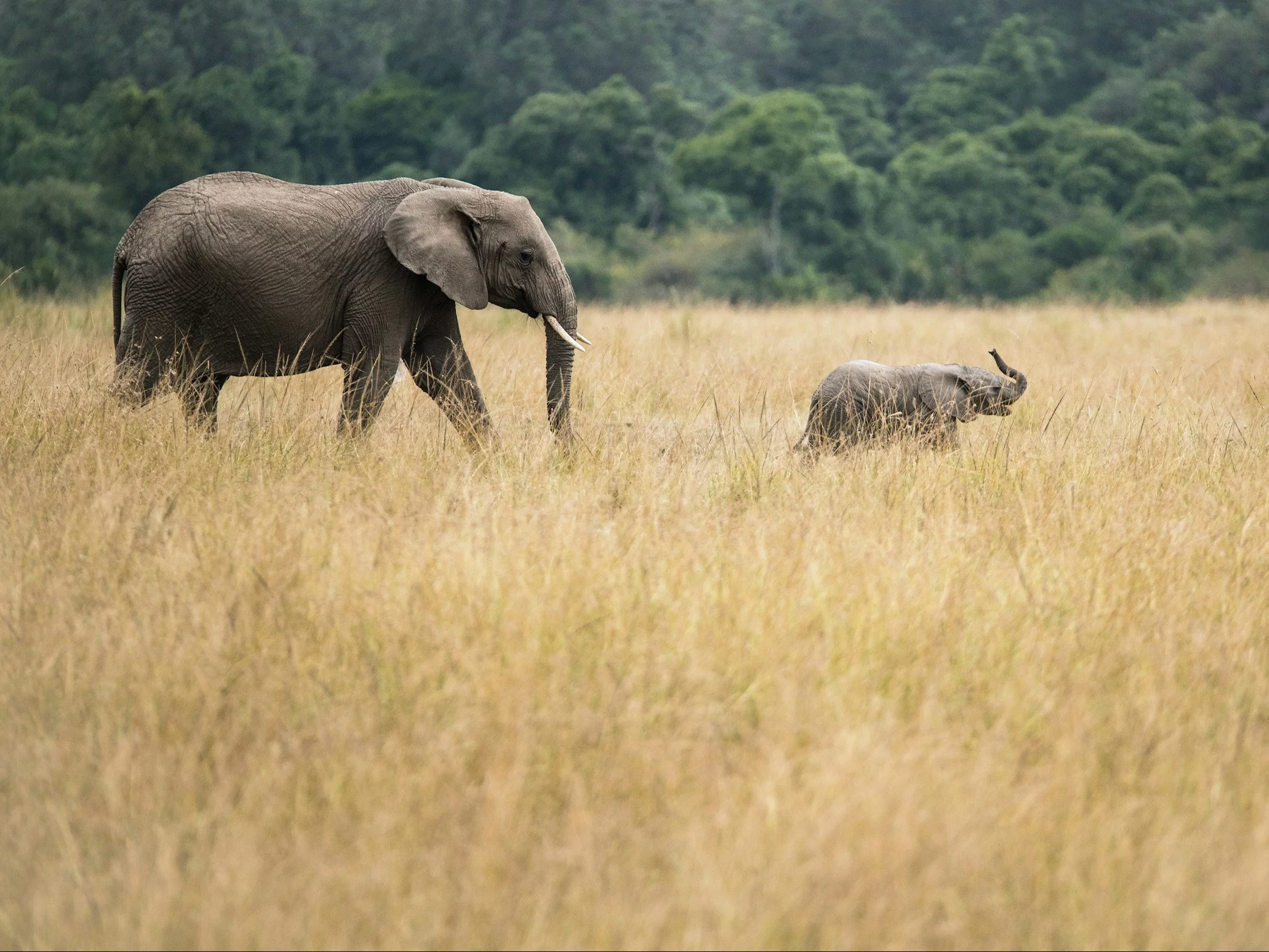 Jesteś miłośnikiem zwierząt? Zaraz to sprawdzimy