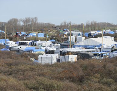 Miniatura: Połowa obozowiska w Calais do likwidacji....