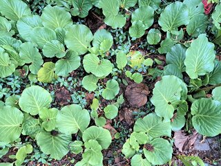 Bergenia grubolistna, Bergenia crassifolia (L.) Fritsch