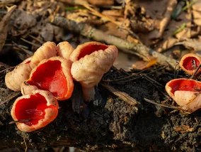 Miniatura: Jedne smakują jak rzodkiewka, inne jak...