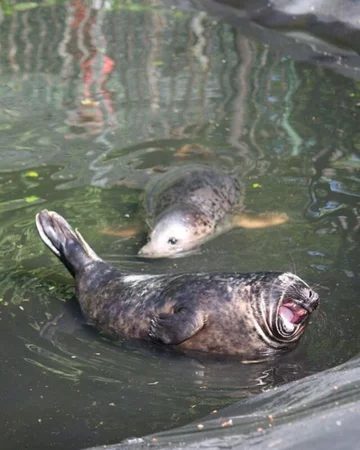 Foka uratowana przez organizację Seal Rescue Ireland 