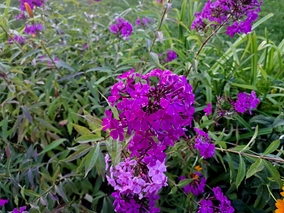 Floksy lepiej ciąć jesienią. Przeczytaj, dlaczego