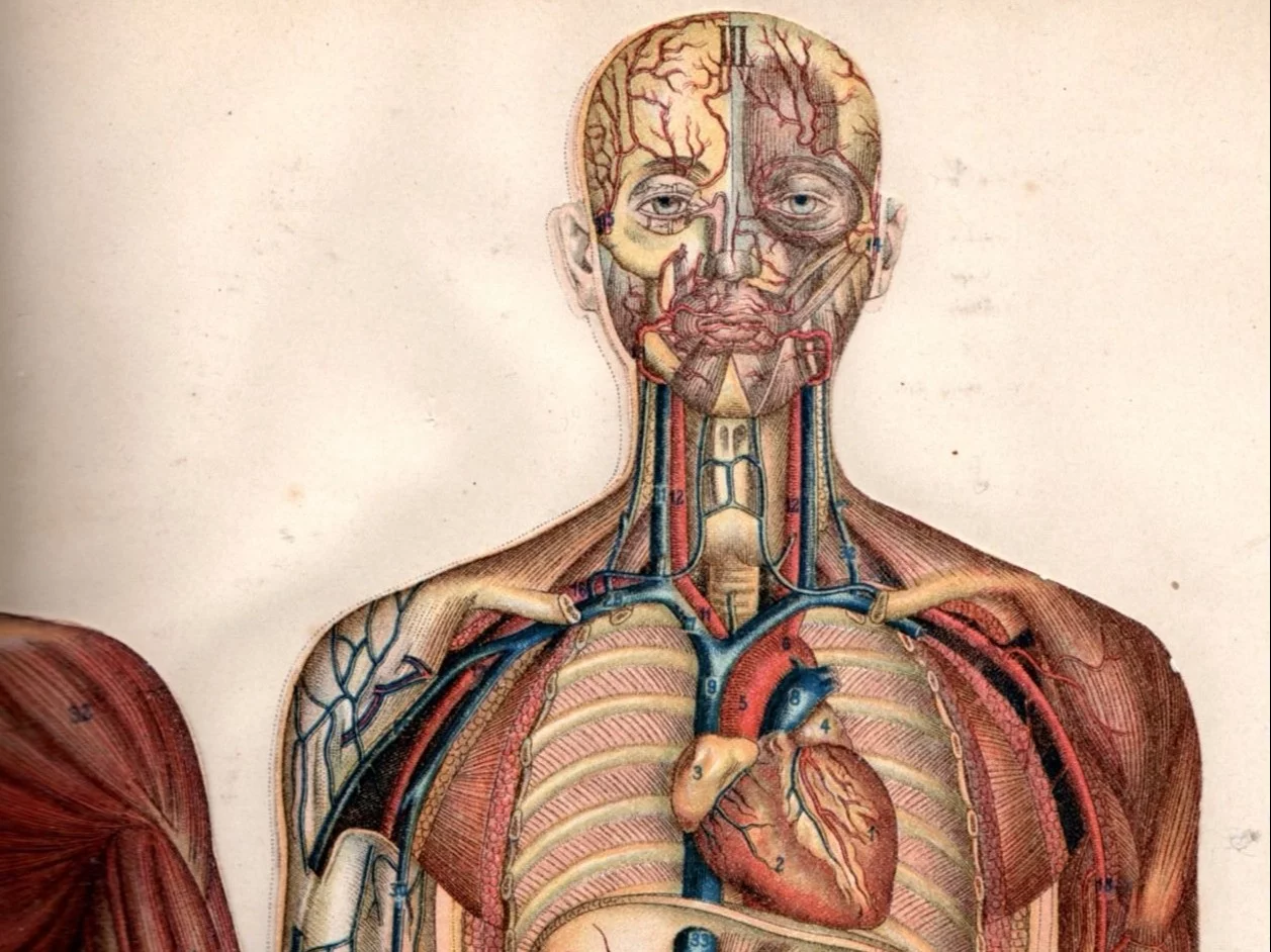 Co wiesz o ludzkim ciele? Quiz prawda czy fałsz z anatomii