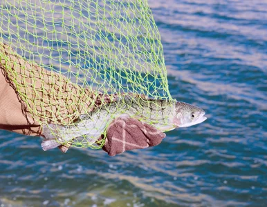 Miniatura: 80 tys. pstrągów wydostało się do morza....