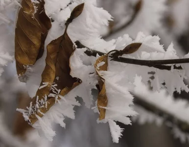 Miniatura: Wiosna w odwrocie. Śnieg na południu Polski