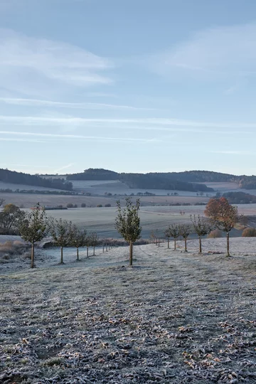 Destylarnia w Javornicach, projekt ADR Linka, Javornice, jabłka
