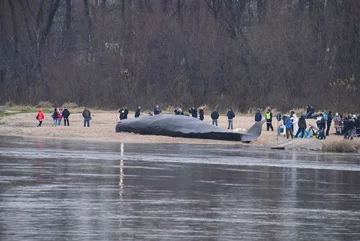 Wieloryb na brzegu Wisły w Warszawie 