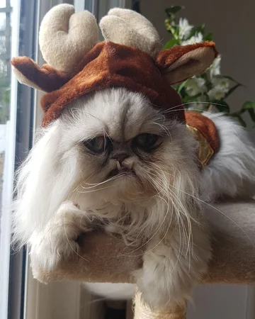 Wilfred - nietypowy kot 