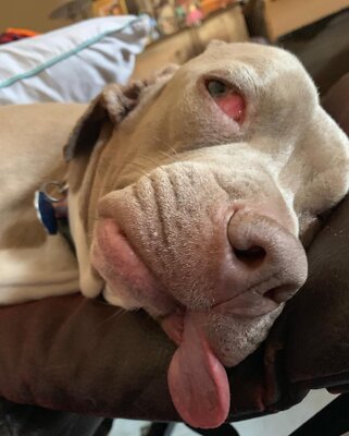 Miniatura: Pies w uchu ma... trzy zęby