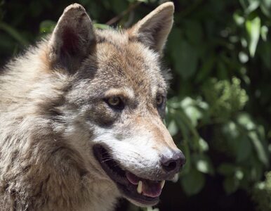 Miniatura: Naukowcy odczytali z genów wilcze...