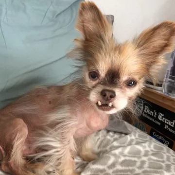 Chewie the Chi 