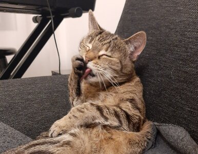 Miniatura: Te koty podbiły filmy i seriale. Lista...