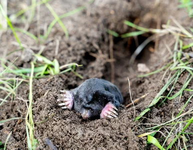 Miniatura: Zmieszaj te składniki i spryskaj kopce. Po...